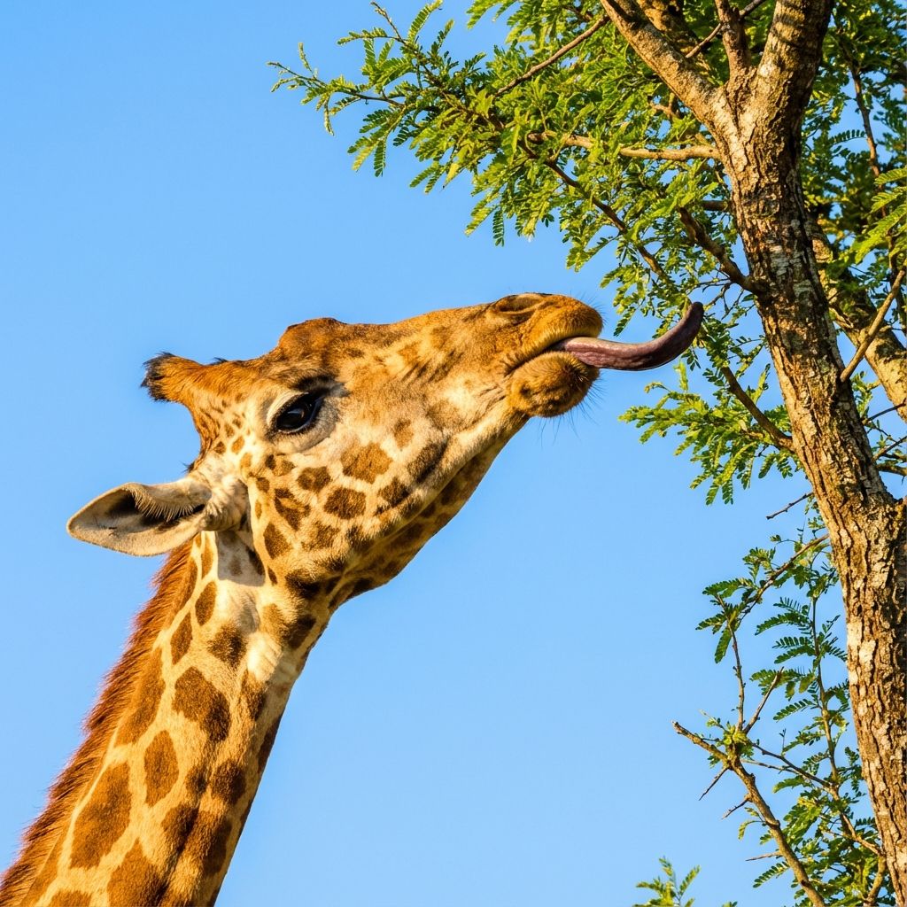 Why Do Giraffes Have Purple Tongues?
