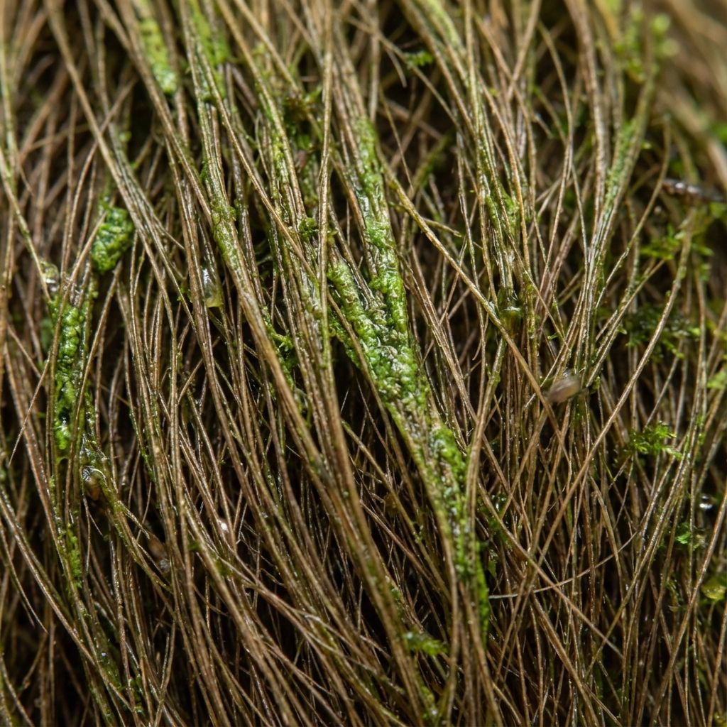 A close-up showing the green tint of algae on a sloth's fur