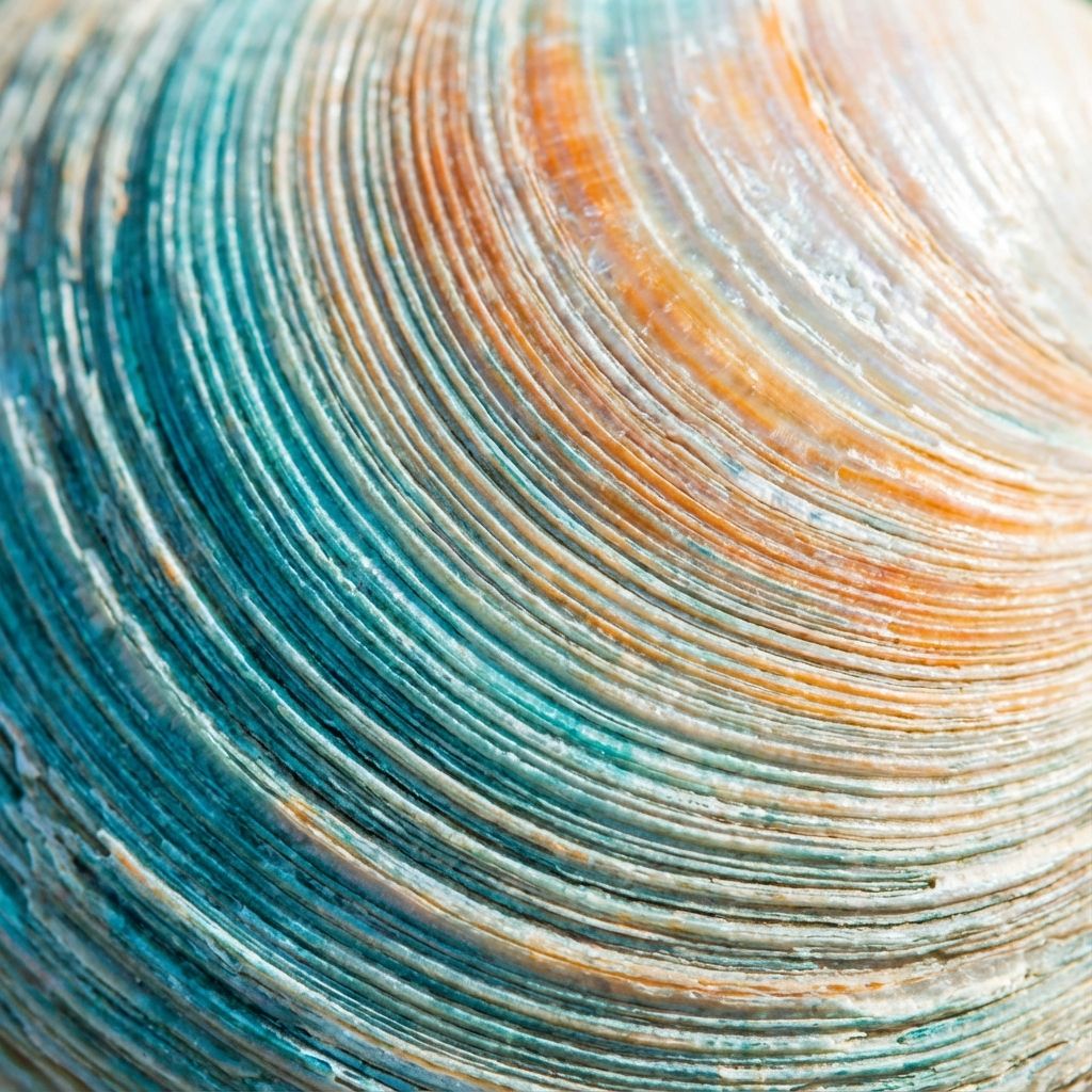 Extreme macro close-up of a clam shell surface showing many fine, concentric growth rings and ridges